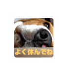 ビーグル こまちゃん（個別スタンプ：18）