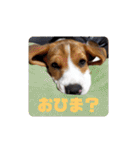 ビーグル こまちゃん（個別スタンプ：23）