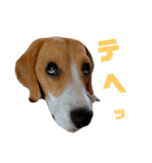 ビーグル こまちゃん（個別スタンプ：25）