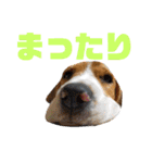 ビーグル こまちゃん（個別スタンプ：28）
