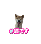 犬をドッグに（個別スタンプ：1）