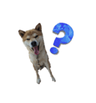 犬をドッグに（個別スタンプ：2）