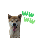 犬をドッグに（個別スタンプ：3）