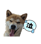 犬をドッグに（個別スタンプ：5）