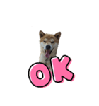 犬をドッグに（個別スタンプ：8）
