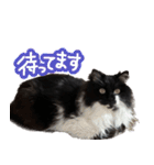 あらしにゃん！3（個別スタンプ：10）
