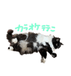 あらしにゃん！3（個別スタンプ：25）