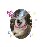 柴犬こみねちゃん（個別スタンプ：1）
