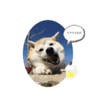 柴犬こみねちゃん（個別スタンプ：2）