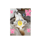 柴犬こみねちゃん（個別スタンプ：3）