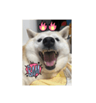 柴犬こみねちゃん（個別スタンプ：5）