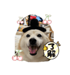 柴犬こみねちゃん（個別スタンプ：6）