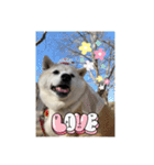 柴犬こみねちゃん（個別スタンプ：7）