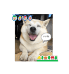 柴犬こみねちゃん（個別スタンプ：8）