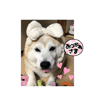 柴犬こみねちゃん（個別スタンプ：10）