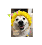 柴犬こみねちゃん（個別スタンプ：11）
