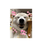 柴犬こみねちゃん（個別スタンプ：12）