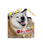 柴犬こみねちゃん（個別スタンプ：13）