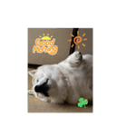 柴犬こみねちゃん（個別スタンプ：14）
