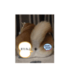 柴犬こみねちゃん（個別スタンプ：15）