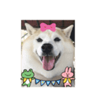 柴犬こみねちゃん（個別スタンプ：16）