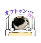 ハチワレめいちゃん57（個別スタンプ：1）