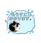 ハチワレめいちゃん57（個別スタンプ：3）