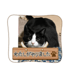 ハチワレめいちゃん57（個別スタンプ：5）