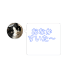 ハチワレめいちゃん57（個別スタンプ：6）