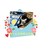 ハチワレめいちゃん57（個別スタンプ：7）