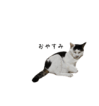 おにぎり、時々チビ（個別スタンプ：1）