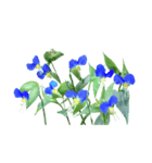 夏から秋の露草（つゆくさ）（個別スタンプ：40）