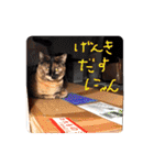 とびこスタンプ（個別スタンプ：1）