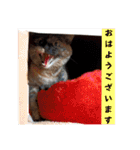 とびこスタンプ（個別スタンプ：6）