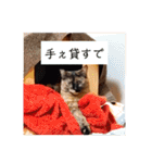 とびこスタンプ（個別スタンプ：21）