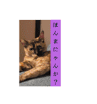 とびこスタンプ（個別スタンプ：24）