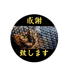 とびこスタンプ（個別スタンプ：28）