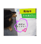 美人犬こむぎ4  イベントスタンプ（個別スタンプ：6）