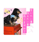 美人犬こむぎ4  イベントスタンプ（個別スタンプ：10）