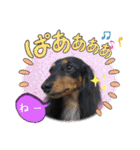 美人犬こむぎ4  イベントスタンプ（個別スタンプ：16）