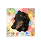 美人犬こむぎ4  イベントスタンプ（個別スタンプ：17）