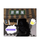 美人犬こむぎ4  イベントスタンプ（個別スタンプ：29）