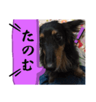 美人犬こむぎ4  イベントスタンプ（個別スタンプ：40）