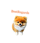 ポメラニアン pomeranian（個別スタンプ：3）