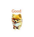 ポメラニアン pomeranian（個別スタンプ：8）