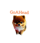 ポメラニアン pomeranian（個別スタンプ：12）