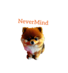 ポメラニアン pomeranian（個別スタンプ：25）