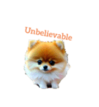 ポメラニアン pomeranian（個別スタンプ：36）