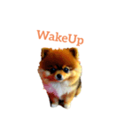 ポメラニアン pomeranian（個別スタンプ：39）