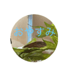 かわいいカナヘビ（個別スタンプ：4）
